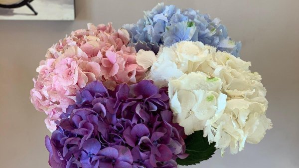 монобукет  гортензии