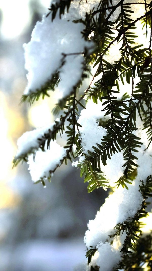 заснеженная ветка ели