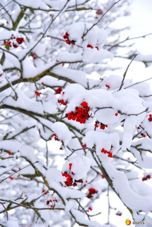 калина обыкновенная зимой куст