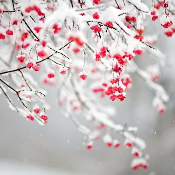 зимняя рябина