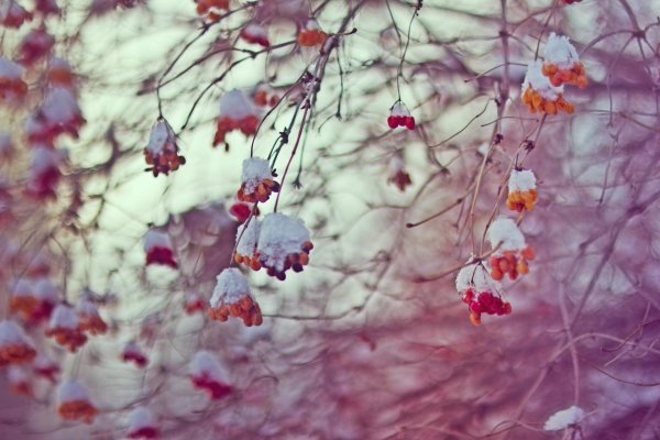 зимняя рябина