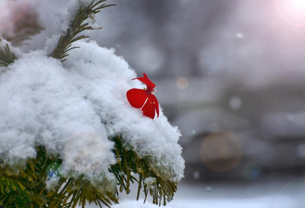 новогоднее сердце