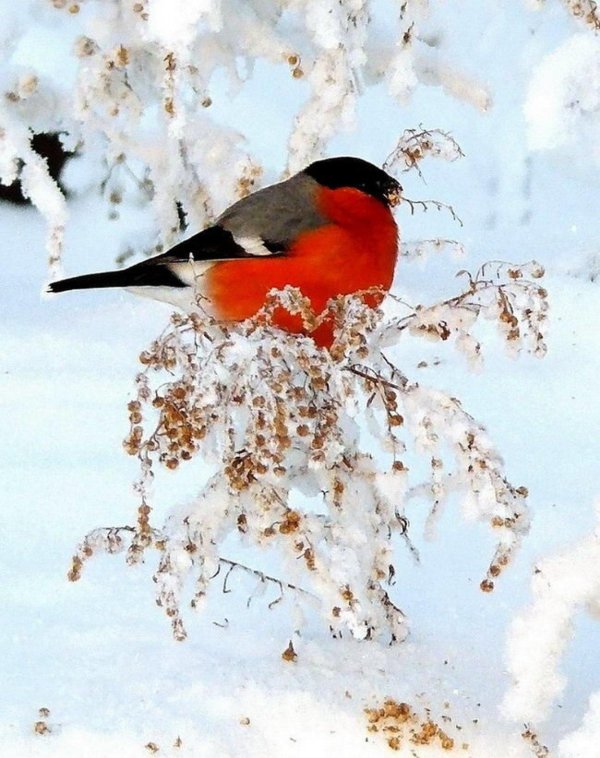 красногрудый снегирь