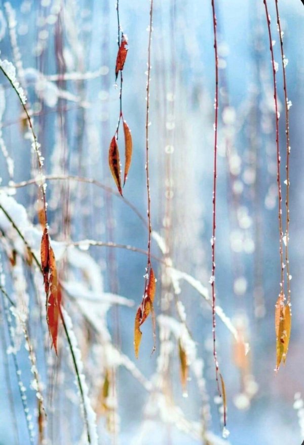 весенняя капель
