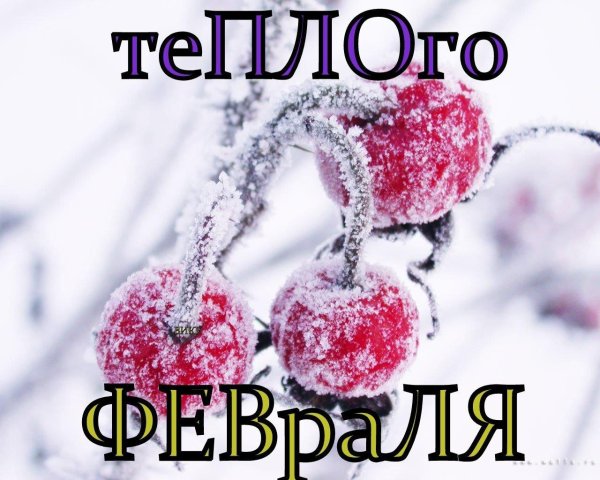 вишня зимой