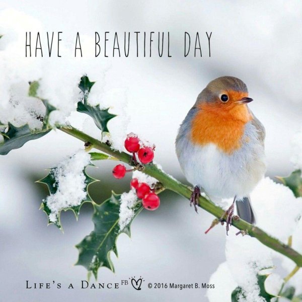 птичка малиновка