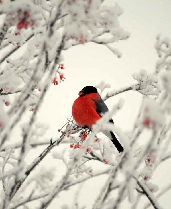 снегирь свиристель щур