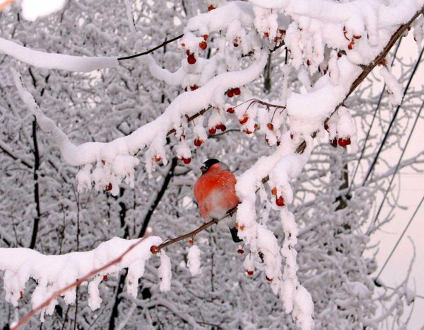 красногрудый снегирь