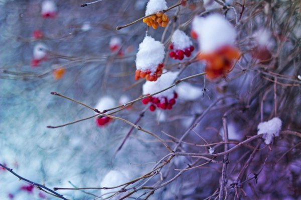 зимняя рябина