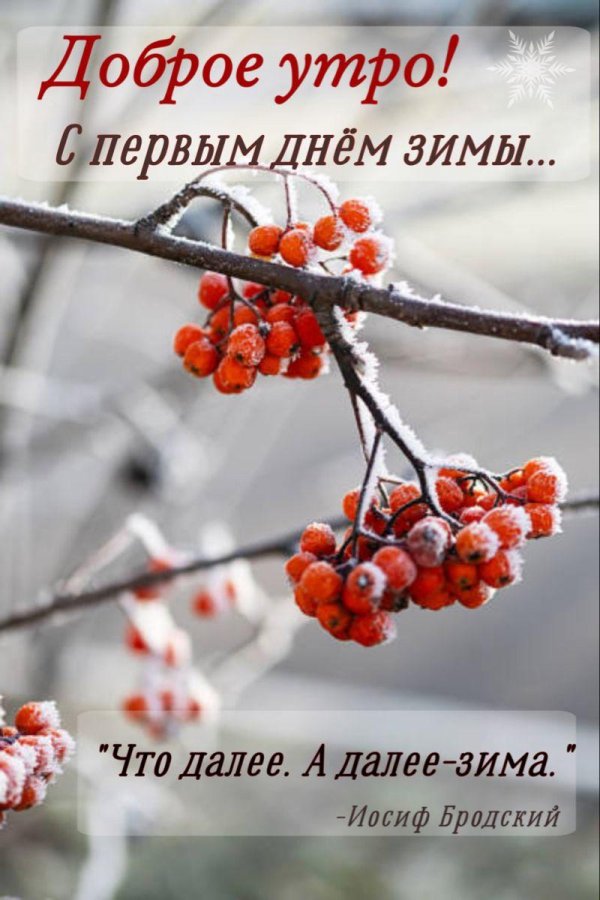 зимняя рябина