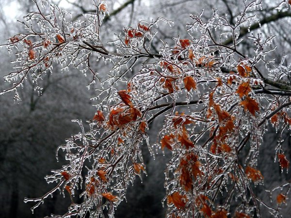 клен заледенелый