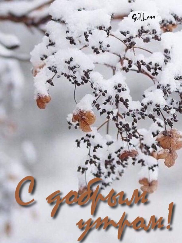 добрая зимнее утро
