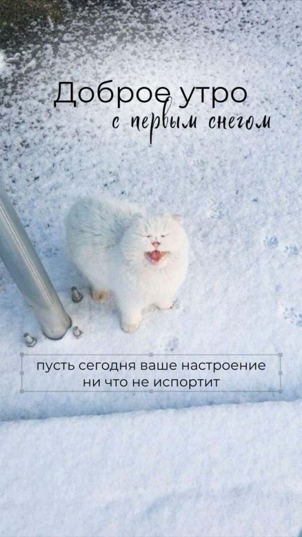 белый кот на снегу