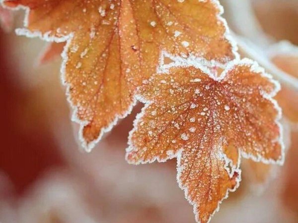 осенние заморозки