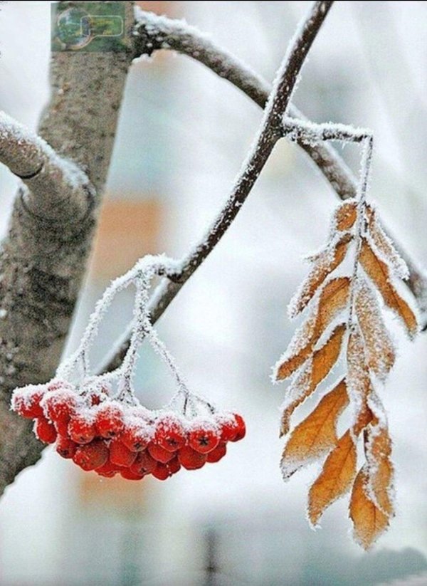 калина красная рябиновая веточка