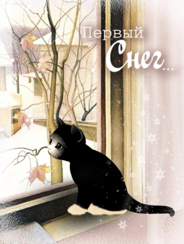 черный кот в снегу