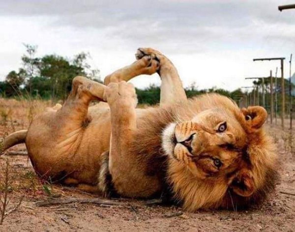 львица сидит на голове льва