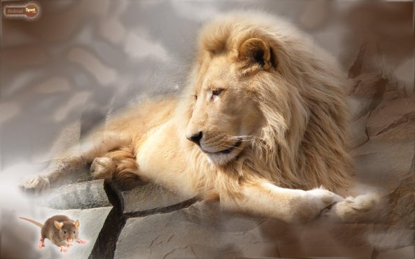 красивые львы