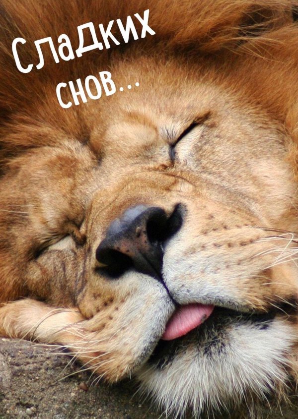 сонный львенок