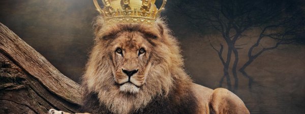 голова льва с короной