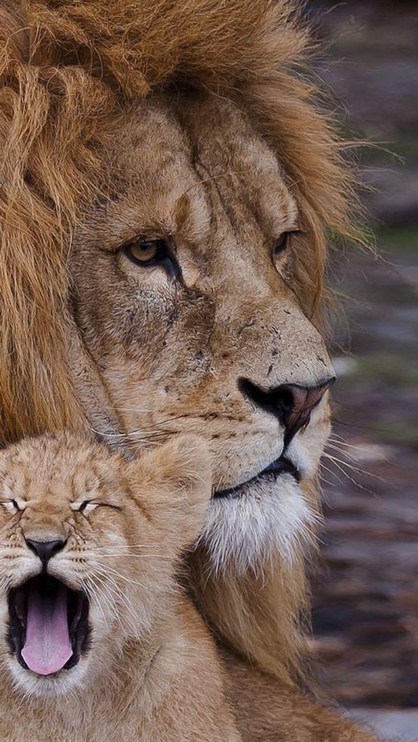 львица с львенком