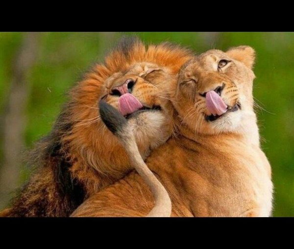 веселые животные