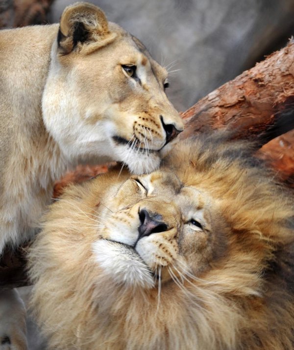 лев со львицей