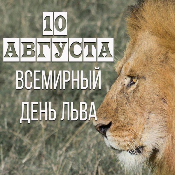 день львов 10 августа всемирный