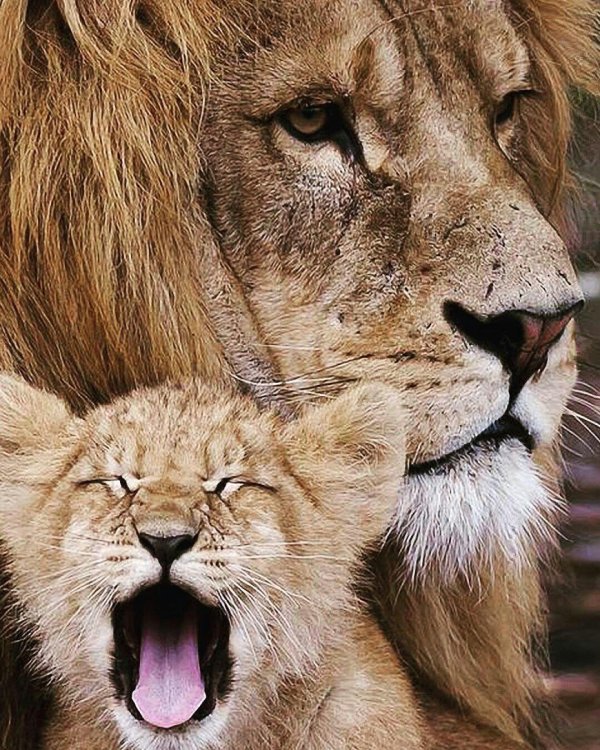 красивые львы