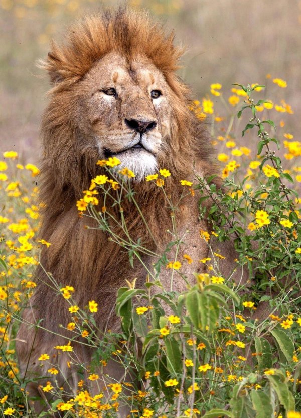 красивые львы