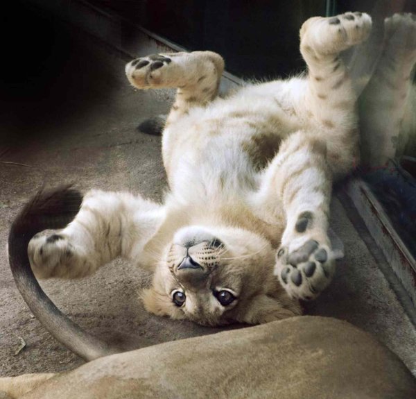 лапа львенка