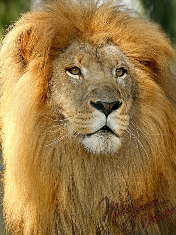 голова льва