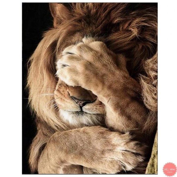 спокойный лев