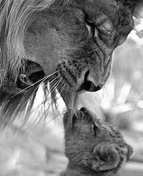 львица со львенком