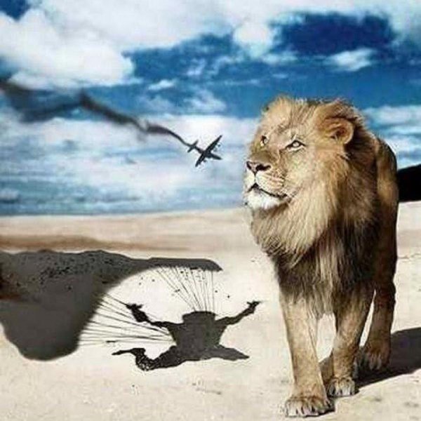 красивые львы