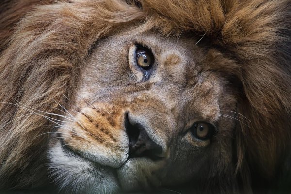 Со львом доброе утро