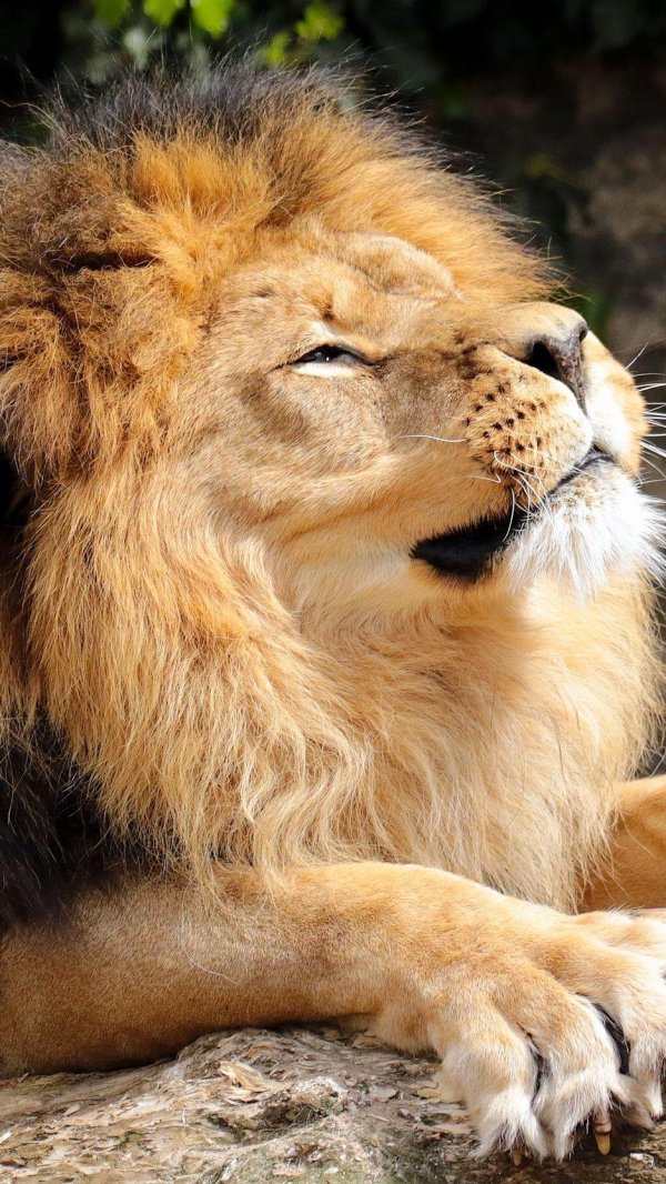 грустный лев