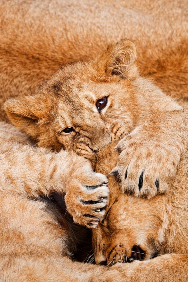 львенок маленький