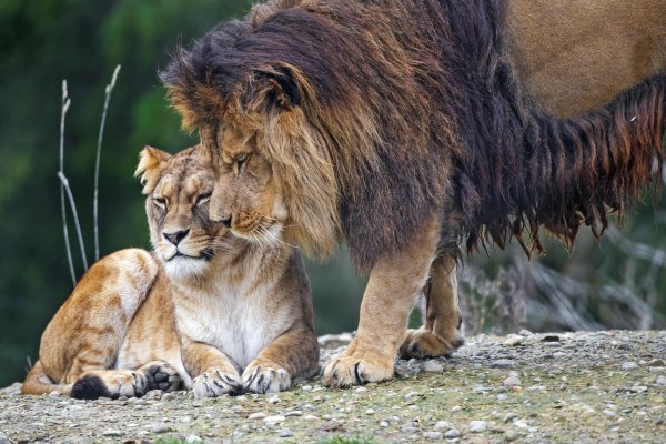 леви львица