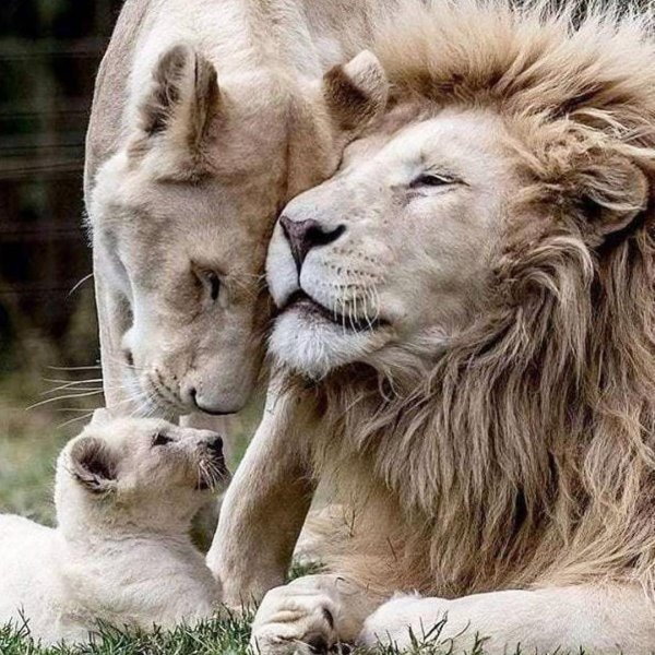 семейство львов прайд