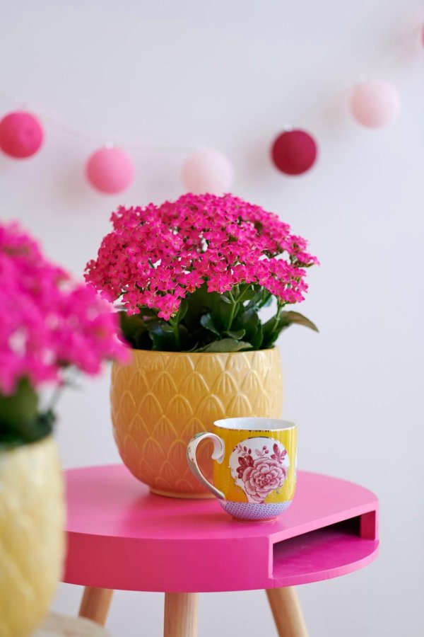 цветок каланхоэ