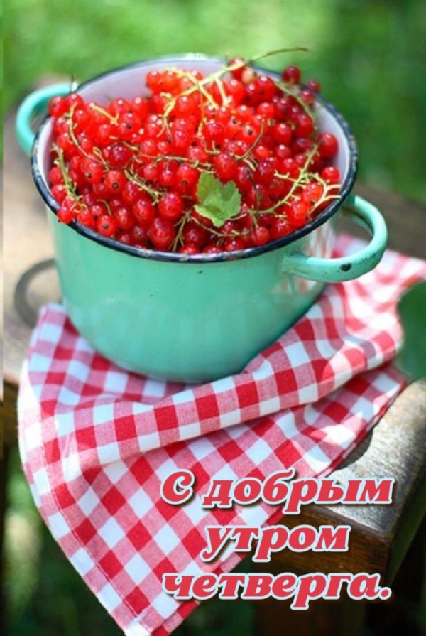 красная смородина