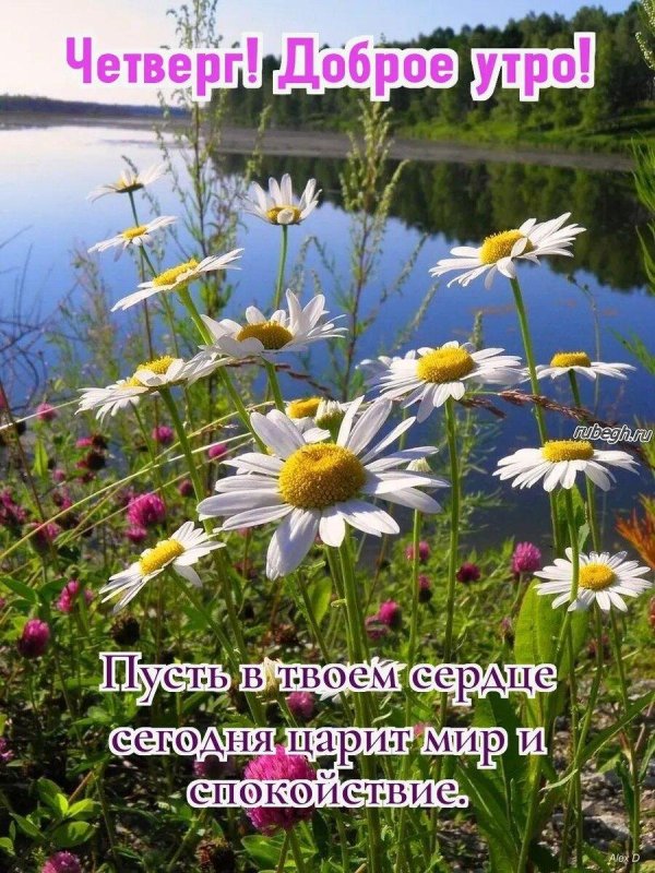 летняя природа