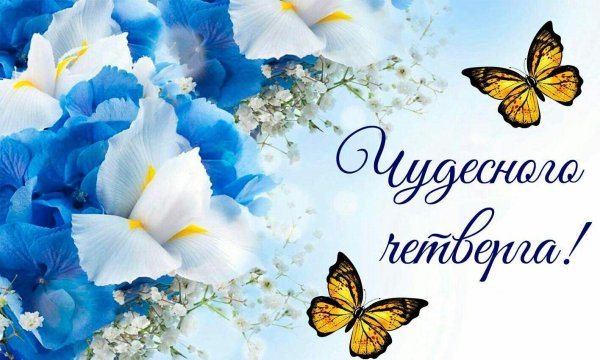 бело голубые цветы