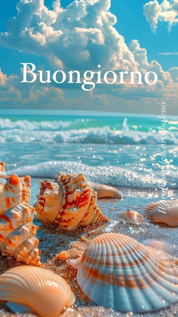 ракушки красивые