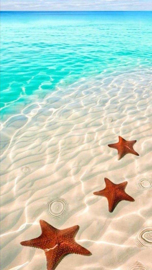 пляж морских звезд  бока дель драго