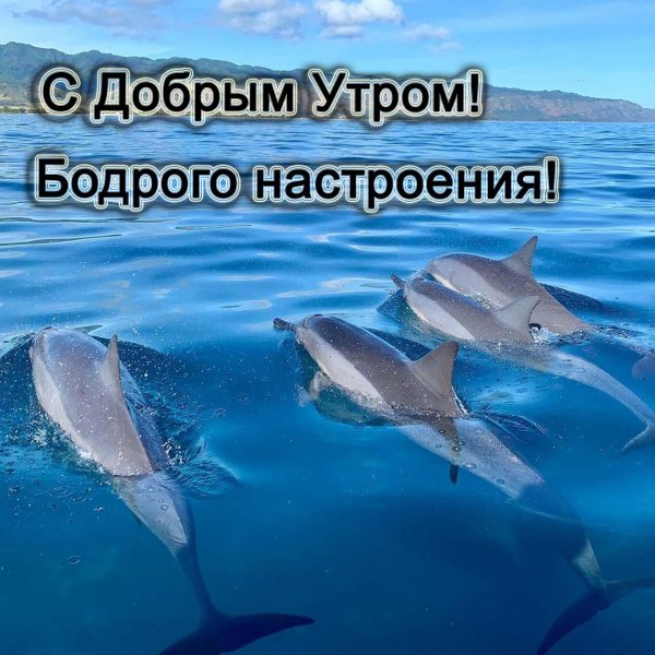дельфины с добрым утром
