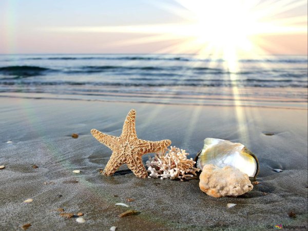 морская звезда