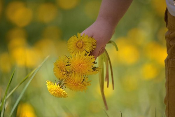 желтые одуванчики