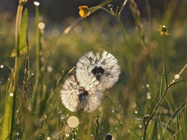 одуванчики пейзаж